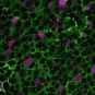 Cellules souches neurales © Institut Pasteur/Nicolas Dray, Laure Mancini, Laure Bally-Cuif