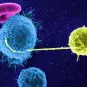 Contact entre un lymphocyte infecté par le VIH (en jaune) avec un lymphocyte non-infecté ©  Institut Pasteur/Stéphanie Guadagnini et Marie-Christine Prévost