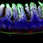 Toxine botulique dans intestin de souris 