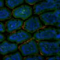 Cellules de l'intestin grêle murin et bactéries