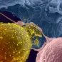 La transmission du VIH-1 de cellule à cellule © Institut Pasteur