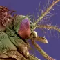 Tête de moustique femelle Aedes albopictus, vecteur du virus de la dengue et du chikungunya © Institut Pasteur/Christine Schmitt 