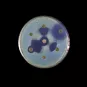 Klebsiella pneumoniae copyright Institut Pasteur