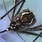 Femelle d'Aedes aegypti © Institut Pasteur de la Guyane - photo Pascal Gaborit