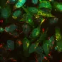 shigella copyright Institut Pasteur