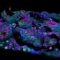 Cellules intestinales de singe vert d'Afrique © Institut Pasteur/Nicolas Huot