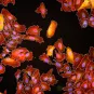 Immunofluorescence et analyse par segmentation de cellules HeLa infectées par la bactérie Listeria monocytogenes © Institut Pasteur