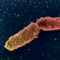  Bordetella pertussis copyright Institut Pasteur