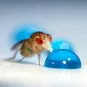 Drosophile copyright Institut Pasteur 