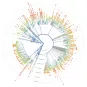 arbre_evolutif_sarscov2 copyright Institut Pasteur