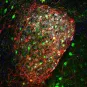  Les neurones de l'amygdale centrale median et les réponses de peur © Institut Pasteur/Ferdinand Jagot
