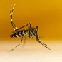Moustique - Aedes albopictus © Gordon Zammit