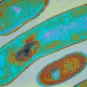 Listeria copyright Institut Pasteur