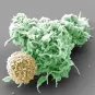 Interaction entre un lymphocyte et une cellule dendritique © Institut Pasteur