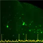 mouse frontal cortex copyright Institut Pasteur