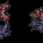 Calmoduline et calmidazolium