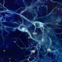 Neurones - Institut Pasteur