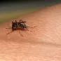 repas de sang moustique tigre © Institut Pasteur