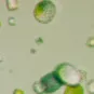 Cristaux de protéines produits à la plateforme de cristallogénèse et diffraction des rayons X de l'Institut Pasteur de Paris. © Institut Pasteur