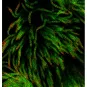 Récepteur cellulaire TMPRSS2 (en rouge) à la surface de cellules respiratoires ciliées (en vert) – Image obtenue par microscopie optique à haute résolution 