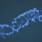 Bordetella pertussis ou bacille de Bordet Gengou. Coccobacille à Gram négatif, aérobie strict, encapsulé au sortir de l'organisme, immobile. Bactérie fragile et difficile à cultiver. Agent de la coqueluche, maladie respiratoire aigüe pouvant être mortelle