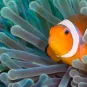 Photo illustrative Bermudes