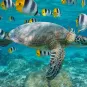 Photo illustrative Samoa