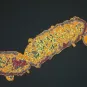 bactérie Bordetella pertussis