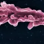 Mycobacterium