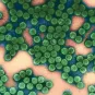 5 raisons de suivre le MOOC "Viruses and Human Cancer"