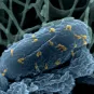 Bactériophages sur la bactérie Escherichia coli