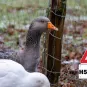 grippe aviaire - Institut Pasteur