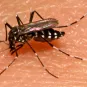 Aedes albopictus, moustique vecteur de la dengue et du Chikungunya