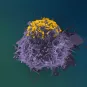Accumulation de particules de VIH à la surface d’une cellule infectée
