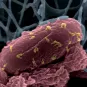 Bactériophages sur la bactérie Escherichia coli