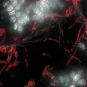 Photo de microscopie - Bactérie symbiotique (rouge) attachée à l'intestin (en blanc)