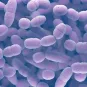 Streptococcus pneumoniae - Institut Pasteur 