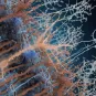 Néo-neurone activé par la lumière