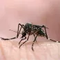 Femelle d'Aedes aegypti, élevée au Vectopôle de l'Institut Pasteur de la Guyane. Le moustique Aedes aegypti est vecteur de la dengue, du chikungunya, de la fièvre jaune et de zika.