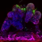 Coupe transversale d'un Ileum-organoid-on-chip humain infecté par le SARS-CoV-2 pendant 48 heures. 