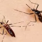 Moustiques Aedes aegypti - Aedes aegypti mosquitoes.