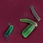 Bactéries Escherichia coli en microscopie electronique à balayage