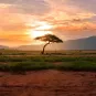 paysage africain de savane