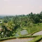 riziere et plantations de thé