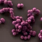 Cellules de staphylocoque doré, Staphylococcus aureus, se divisant et restant associées en amas caractéristiques (grappes de raisin). 