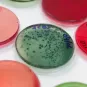Reportage à l'Institut Pasteur du Maroc, Casablanca, en 2019.