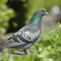 Photo d'un pigeon