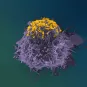Accumulation de particules de VIH à la surface d’une cellule infectée