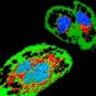 Cellule infectée par Zika