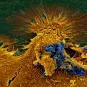Bactéries Escherichia coli